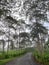 street in the middle of tea gardens and albasia trees in a cloudy atmosphere