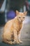 Street orange cat sitting pensive