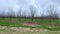 Street pan of pecan grove orchards in South Georgia on a dark cloudy day