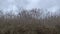 Street pan of pecan grove orchards in South Georgia on a dark cloudy day - Hwy 88