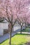 Street with paving stones on the road and small cozy houses in cherry blossoms. Blooming delicate pink flowers in early spring