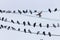 Street photo of a cloudy sky with doves and wires