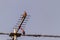 a street pigeon on top of a t shaped tv antenna