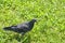 street pigeon walks on green grass view of top