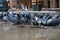Street pigeons on a city sidewalk, eating breadcrumbs