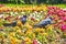 street pigeons walk on flowerbeds general plan color