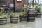 street plants wooden baskets barrels. High quality photo