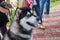 Street portrait of Alaskan Malamute