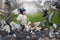 Street portrait of the little boy feeding pigeons with bread