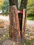 Street repair in autumn day. The tree is protected by boards