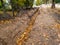 Street repair in autumn day. Yellow tree leaves have fallen in a dug ditch