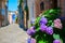 Street in Rimini with blooming flowers hydrangea near house, ancient city center. Vacation in beautiful Emilia Romagna