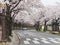 Street with sakura trees