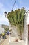 Street scene with cactus in the town Haria, Lanzarote, Spain..