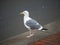 Street seagull waiting to cross street