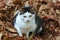 Street spotted cat is sitting in a pile of autumn foliage