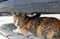 Street stray cat sits under a parked car