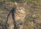 Street stray cats. A tiger cat is sitting in a meadow and looking at the camera