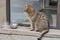 Street tabby cat