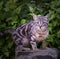 Street tabby cat on a background of green bushes