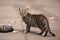 Street tabby cat walking on the ground, looking to the camera