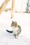 Street tabby cat walks in snow. Homeless animals in winter.