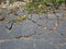 Street texture with broken bitumen, grass and dirt