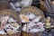 Street trade with Red Sea sea shells on main promenade in exotic small town on the Red Sea on the Sinai Peninsula, Dahab, Egypt