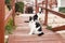 Street Turkish beautiful cat on the road near hotel spa resort and flowers in Turkey , Antalya
