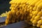 A street vendor roasts corn on a charcoal grill in Istanbul,