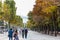 Street view of Champs-Elysees Avenue with lots of Plane trees in Paris, France