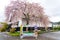 Street view of Kakunodate in springtime cherry blossom season sunny day morning