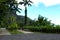 Street View of Rainforest Trees With Blue Sky