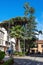 Street view with the tree named Drago in La Laguna city  in Tenerife. Canary Islands