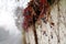 Street on a winter day in mist, with a detail of a wall partly covered with Boston ivy, in Latin Parthenocissus tricuspidata