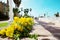 Street with yellow flowers in the center of Nahariya, Israel