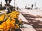 Street with yellow flowers in the center of Nahariya, Israel