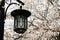 Streetlamp and cherry blossoms