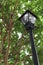 Streetlamp Juts Into Treed Side of the Street Amidst Leaves and Branches