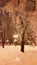 Streetlights at evening in Kharkiv winter park