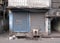 Streets of Kolkata. Domestic goat chained to wall at front door of shop