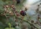 Streets of London - a bush of blackberries; a closeup.