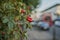 Streets of London, the UK - a bush of red fruit and cars.