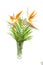 Strelitzia also known as bird of paradise flower