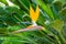 Strelitzia, also known as bird of paradise flower