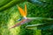 Strelitzia, also known as bird of paradise flower