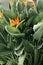 Strelitzia beautiful bird of paradise tropical flower, tranquil dawn, green