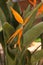 Strelitzia - bird of paradise