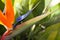 Strelitzia - Bird of Paradise flower