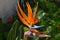 Strelitzia, Bird of Paradise Flower from the garden